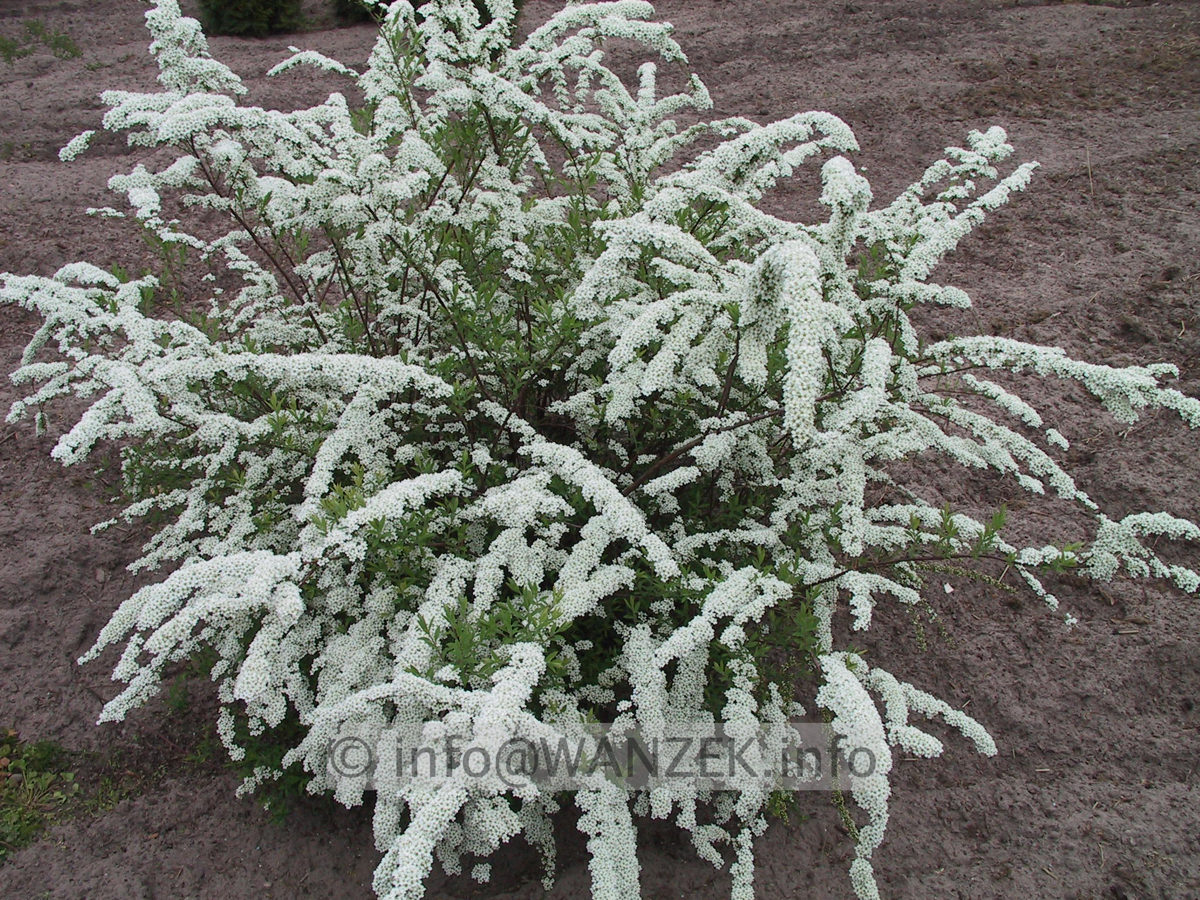 Spiraea cinerea Grefsheim 02.JPG